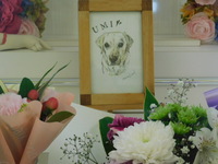 ひたちなか市愛犬うみちゃん