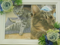 鉾田市愛猫ソトちゃん