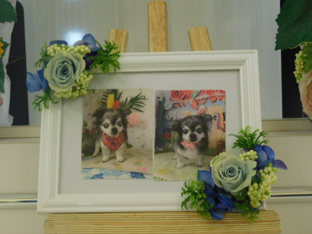 細田家愛犬ももちゃん.JPG