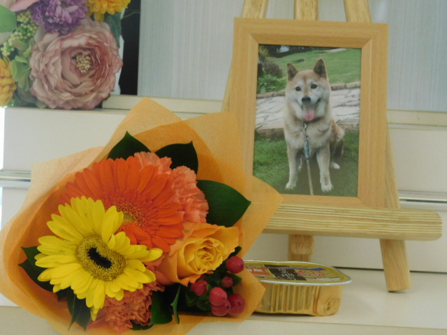 綿引家愛犬めろん.JPG