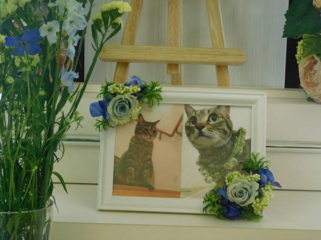 綿引家愛猫ゆっち.JPG