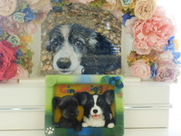 水戸市ボーダーコリーちゃん