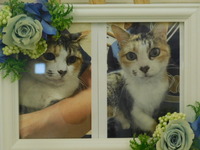 水戸市愛猫ジャネちゃん