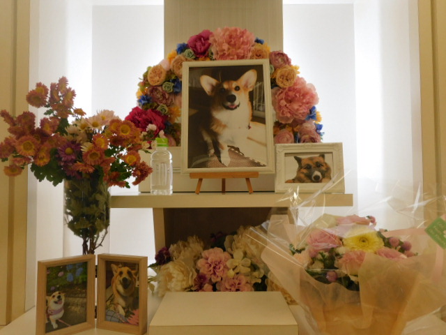 菊地家愛犬福ちゃん.JPG