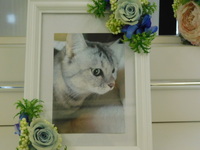 城里町愛猫ひめちゃん