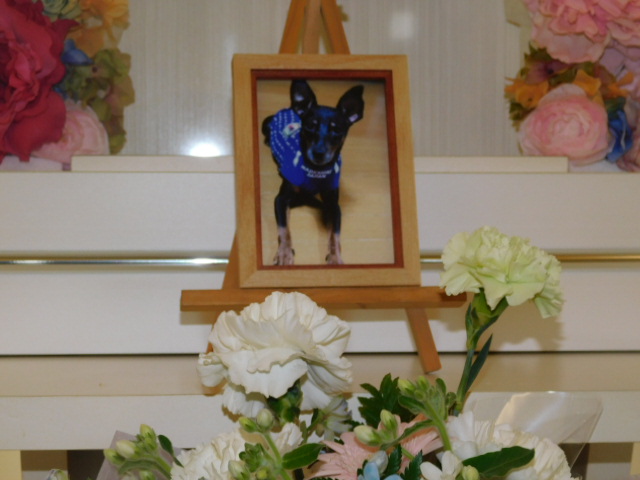 菊池家愛犬あずき.JPG