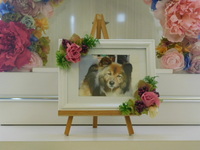 日立市愛犬ふくすけちゃん