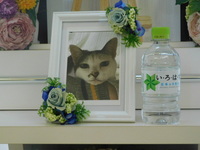 水戸市愛猫みるくちゃん