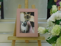 那珂市愛猫小白ちゃん