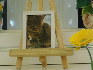 
              城里町愛猫さんちゃん