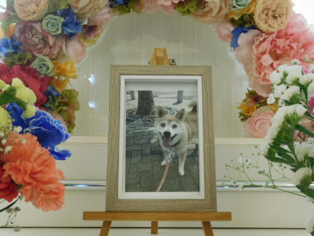 黒澤家愛犬さくら.JPG