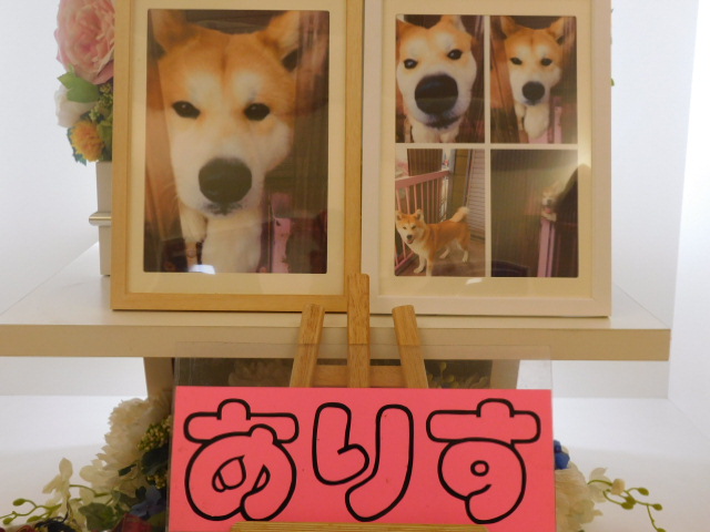 （株）光希様ありすちゃん.JPG