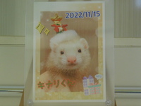 水戸市ファーファームフェレット・キナリちゃん