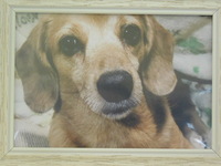 笠間市愛犬はるちゃん