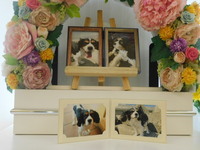 水戸市愛犬チャーリーちゃん