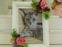 水戸市愛猫リョウマちゃん