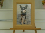 日立市愛犬チョコちゃん