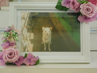 ひたちなか市愛犬ムックちゃん