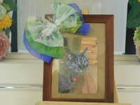 水戸市愛猫キキちゃん