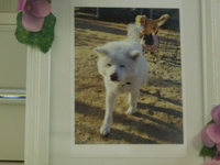 那珂市愛犬シロちゃん