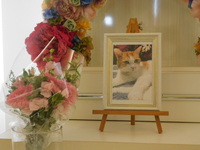 常陸太田市愛猫チョコちゃん