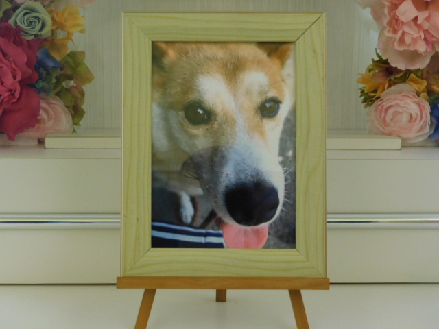 川崎家愛犬ララちゃん家.JPG