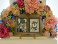 常陸太田市愛犬颯斗ちゃん