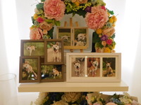 水戸市愛犬チャコちゃん