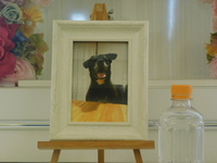 水戸市愛犬ジェットちゃん