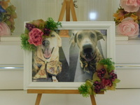 水戸市愛犬クレスちゃん