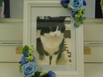 水戸市愛猫そらちゃん