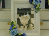 水戸市愛猫そらちゃん