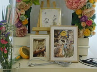 常陸大宮市愛猫福助ちゃん