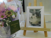 久慈郡愛猫コハクちゃん