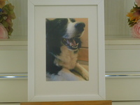 水戸市愛犬くるみちゃん