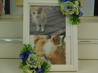 城里町愛猫むぎちゃん