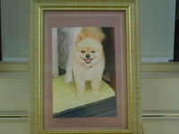 水戸市愛犬ルイちゃん