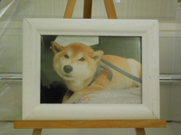 水戸市愛犬天音ちゃん