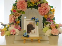 日立市愛犬メープルちゃん