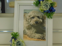 小美玉市愛犬こてつちゃん