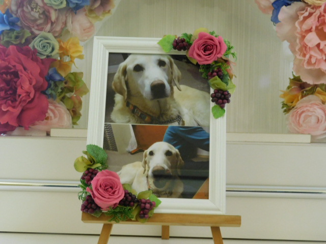 鹿嶋市愛犬レオンちゃん.JPG