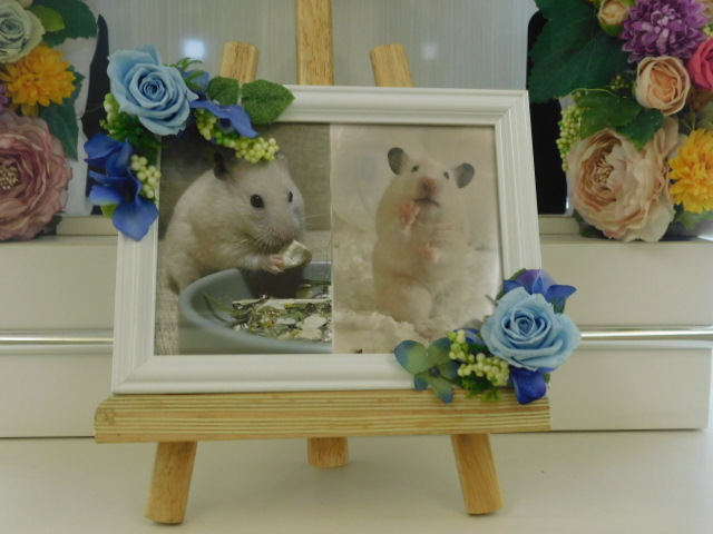 だいふくちゃん.JPG