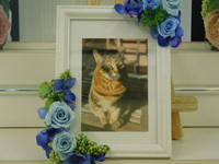 日立市愛猫ロンドンちゃん