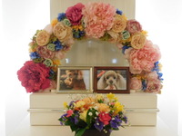 日立市愛犬空楽ちゃん