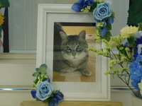 常陸太田市愛猫ネネちゃん