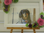 水戸市愛犬レオちゃん