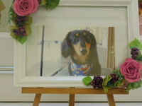 水戸市愛犬レオちゃん