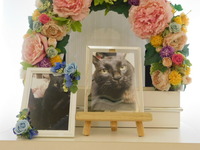 日立市愛猫ネロちゃん