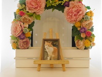 ひたちなか市愛猫ガブちゃん