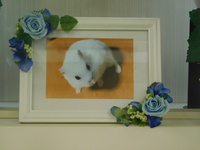 水戸市ハムスターおとちゃん